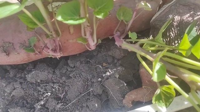 Все о батате за 10 мин. Выращивание, хранение смотреть онлайн