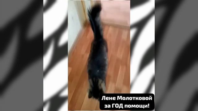 Приюту всегда нужна помощь.Люди ДОБРОЙ ВОЛИ,не стесняясь, убрав гордыню и предвзятость, помогают.