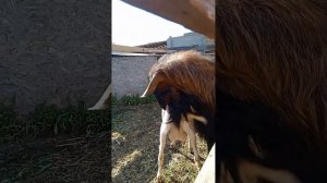 Вязка коз. Альпочешский  крупный козел Велес ,  с маленькой козой Мали .