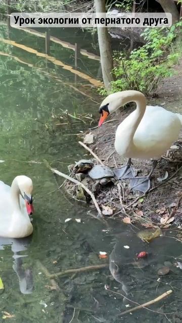 Урок экологии от пернатого. смотреть онлайн
