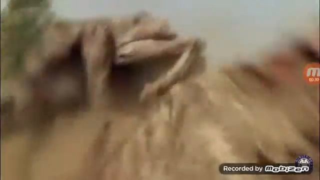 Будуйший хищник против горганопсида смотреть онлайн