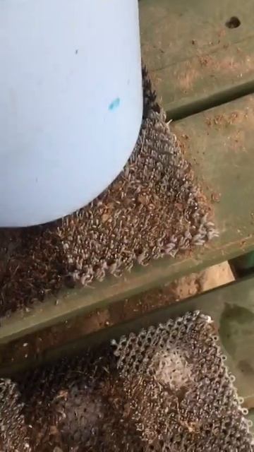 Петя Хулиган