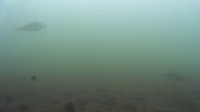 Подводное видео. Весенняя вода. 04.04.17. смотреть онлайн