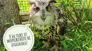 Пёс Кубик охлаждается рыбкой из автолавки, а сова Ёль в тенёчке под красивым кустом