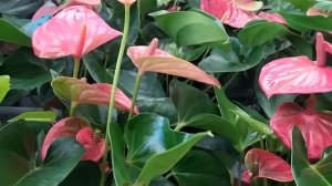 Потрясающий магазин растений Флориссимо. Ростов-на-Дону, ул. Береговая, 4.