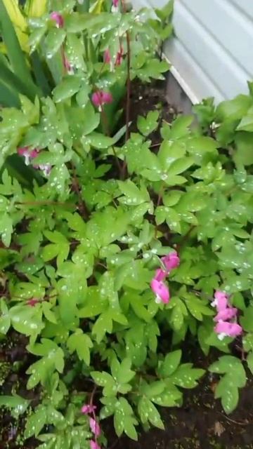 Хочу показать красоту своей клумбы. Хвастаюсь своими ?