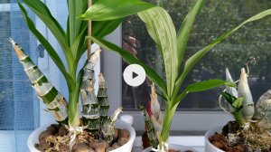 Орхидеи МОРКОВКИ уход. Грунт для орхидеи Морковки.