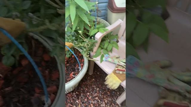 Морской коктейль для растений, мое спасение! Все горит