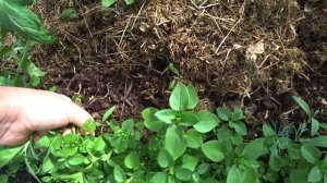 Приехала и кинулась готовить. Борис надулся как мышь на крупу.