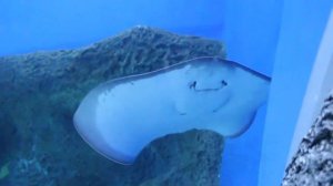 Электрический скат - Подводный волшебник морских глуб