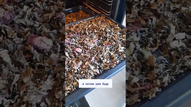 ФЕРМЕНТИРУЕМ СОЛНЕЧНЫЙ ЧАЙ С ВЕРОНИКОЙ ПОРСИНОЙ. День