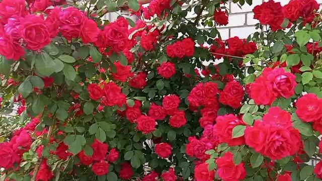 Шикарная плетистая роза "Симпатия" (Sympathy Climbing Rose). смотреть онлайн