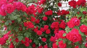 Шикарная плетистая роза "Симпатия" (Sympathy Climbing Rose).