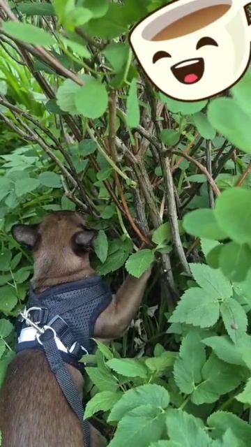 1 прогулка😀 смотреть онлайн