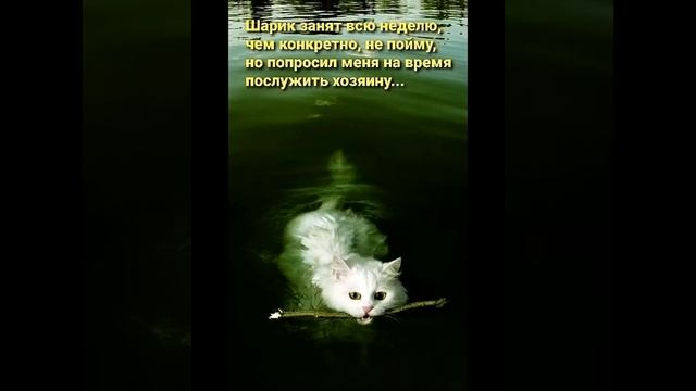 Смеяться до слёз! Котики и смешные картинки, которые н? смотреть онлайн