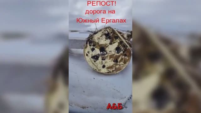 РЕПОСТ! Медведь по дороге на Южный Ергалах Норильск 25.05.2025