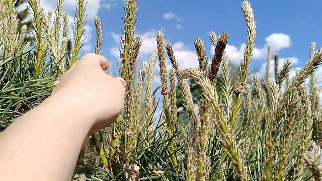 Пора стричь сосны в мае 2025, покажу как. смотреть онлайн