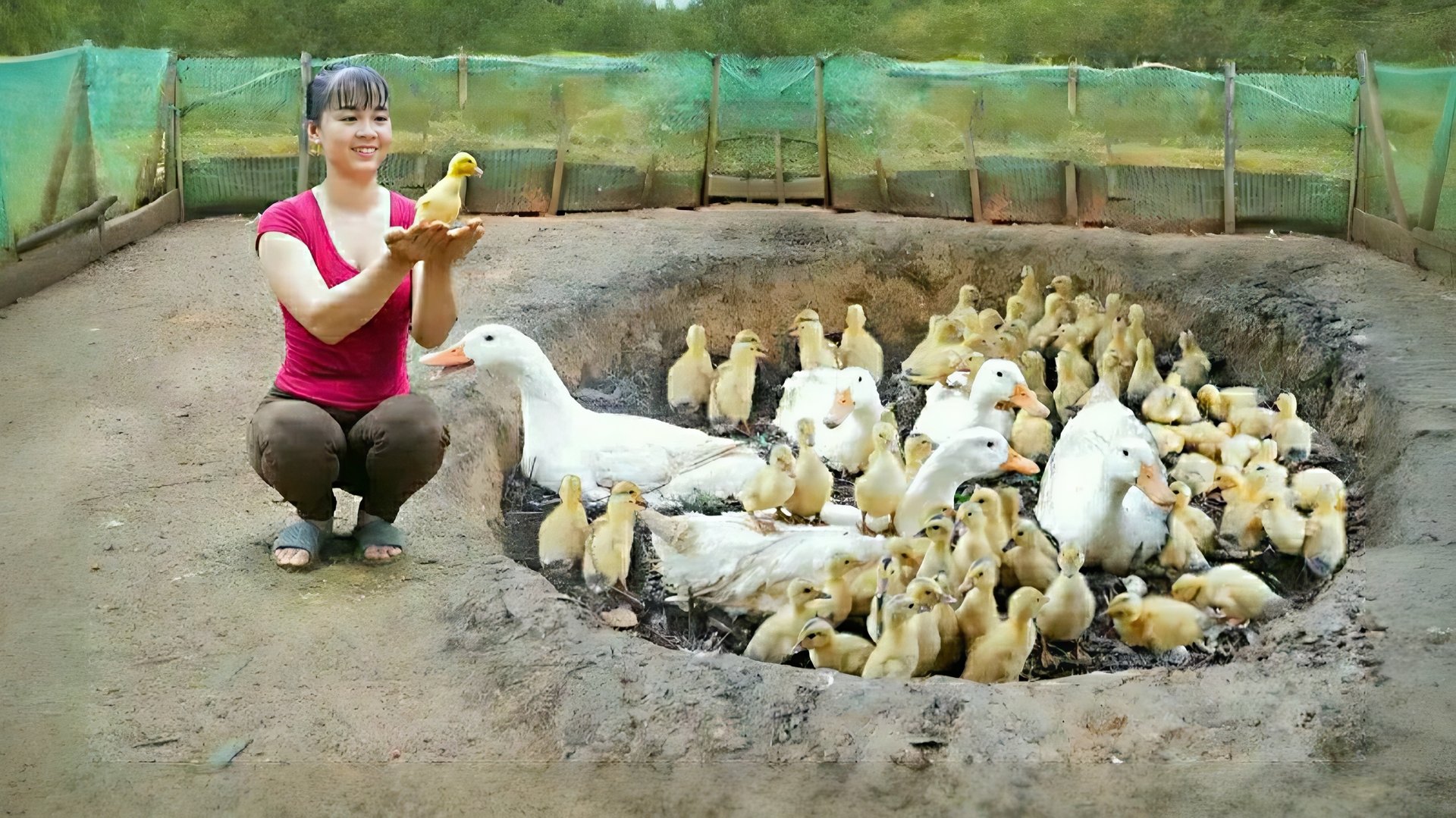 Местная вьетнамка строит большое гнездо, для утят. Жизнь во Вьетнаме