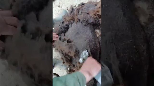 преобразователь для МСУ 200, машинка для стрижки овец, в смотреть онлайн