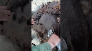 преобразователь для МСУ 200, машинка для стрижки овец, в