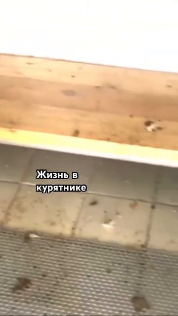 Забыла закрыть дверь)))