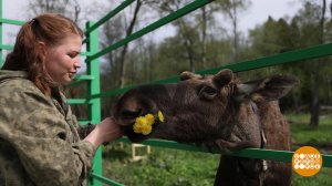 Осторожно, лоси! Доброе утро. Фрагмент выпуска от 28.05.2025