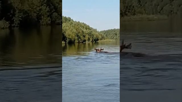 Лось переплывает реку