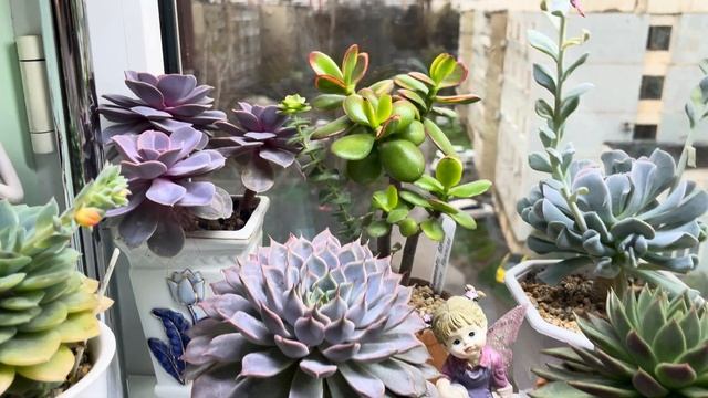 Джунгли в квартире. Обзор суккулентного подоконника!