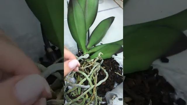 Орхідея 💕Екзотик Пунш💕(Exotic Punch)✅ПЕРЕСАДКА✅ смотреть онлайн