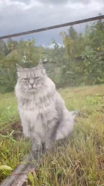 У кота много дел! Курильские бобтейлы помнят о своей дикой натуре, они прекрасные охотники! #курбоб смотреть онлайн