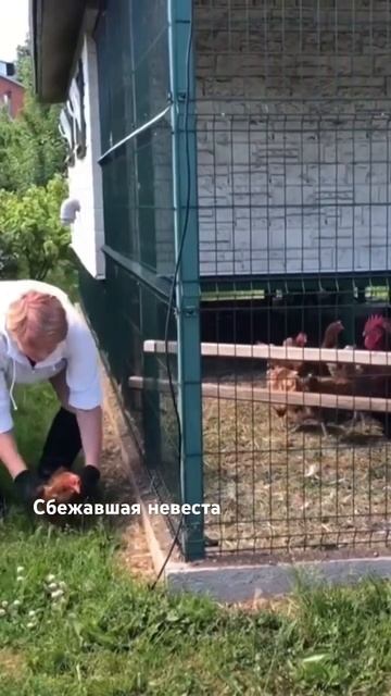 Куриные будни