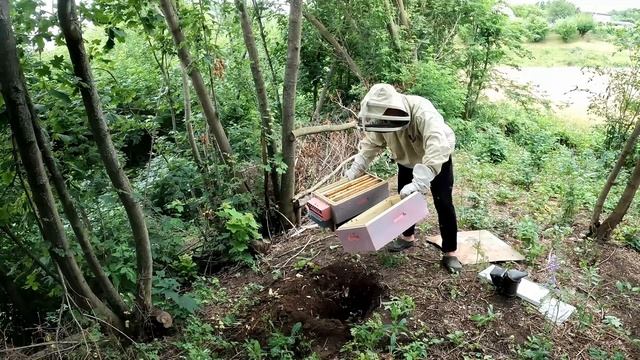 ТРУТОВКА І ЛОПАТА (як виправити сімю трутовку)