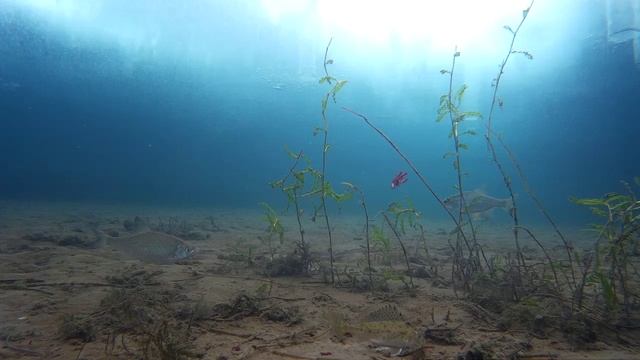 Подводное видео от 11.03.2018 года. смотреть онлайн