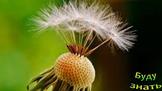 ОДУВАНЧИК - настолько полезный! Лучший сорняк!Что гото