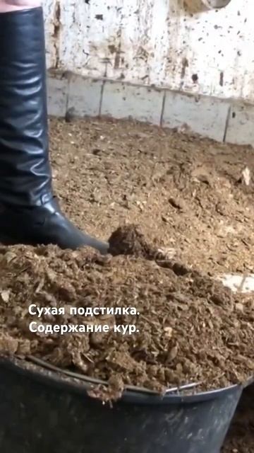 Уборка курятника. Содержание курятника в домашних условиях