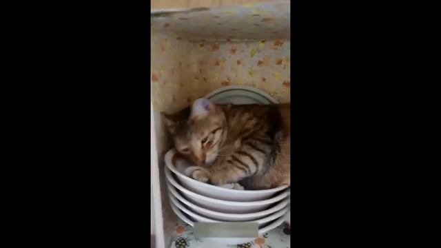 Приколы с котами! СМЕШНЫЕ КОТЫ! С ОЗВУЧКОЙ! Смешные вид