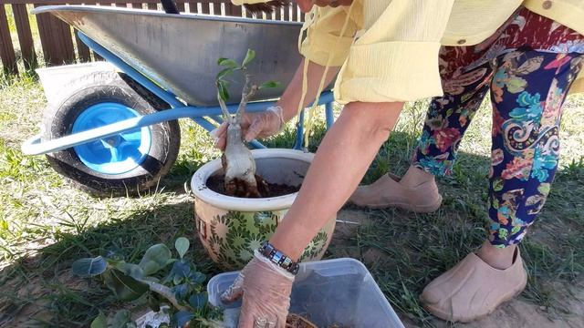 Адениумы тоже пусть привыкают к деревенской жизни, Пепесадила , Тесто поставила . смотреть онлайн