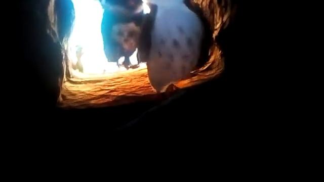 Трио в перьях смотреть онлайн