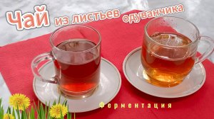 Ферментированный чай из листьев одуванчика — это профилактика множества заболеваний.