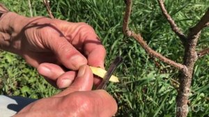 ПОЗДНЯЯ весенняя прививка молодого АБРИКОСА на все ск