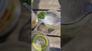 Матча из листьев шелковицы рецепт, чай своими руками