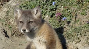 Молодой песец