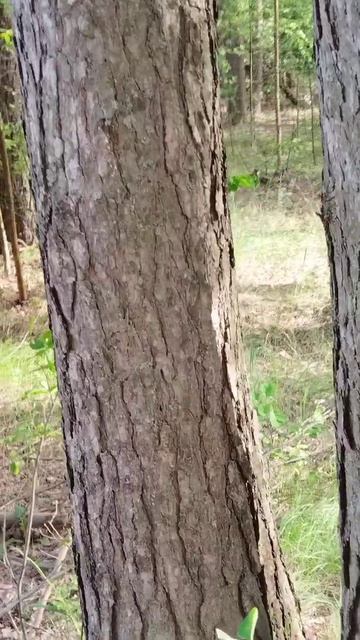 Белочка 🐿️ смотреть онлайн