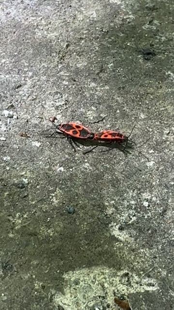  смотреть онлайн