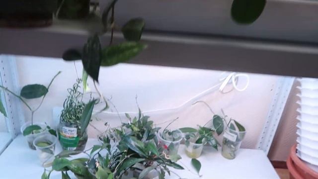 Новости с подоконника АПРЕЛЬ 2025