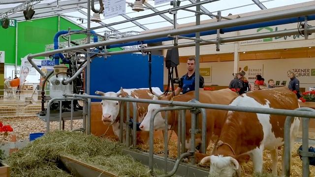 Швейцария I Молоко опять дороже смотреть онлайн