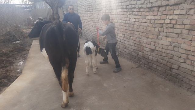 СОТИЛАДИГОН 4 ТА СУТИ КУП ЁШ СИГИРЛАР ☎️+998 91 664 43 37 👍8 февраля 2023 SOTILADIGON SIGIRLAR NARX смотреть онлайн