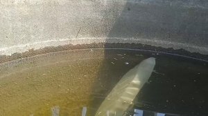 Как утопить корабль из пластилина