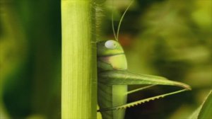 Букашки ТВ - Катапульта