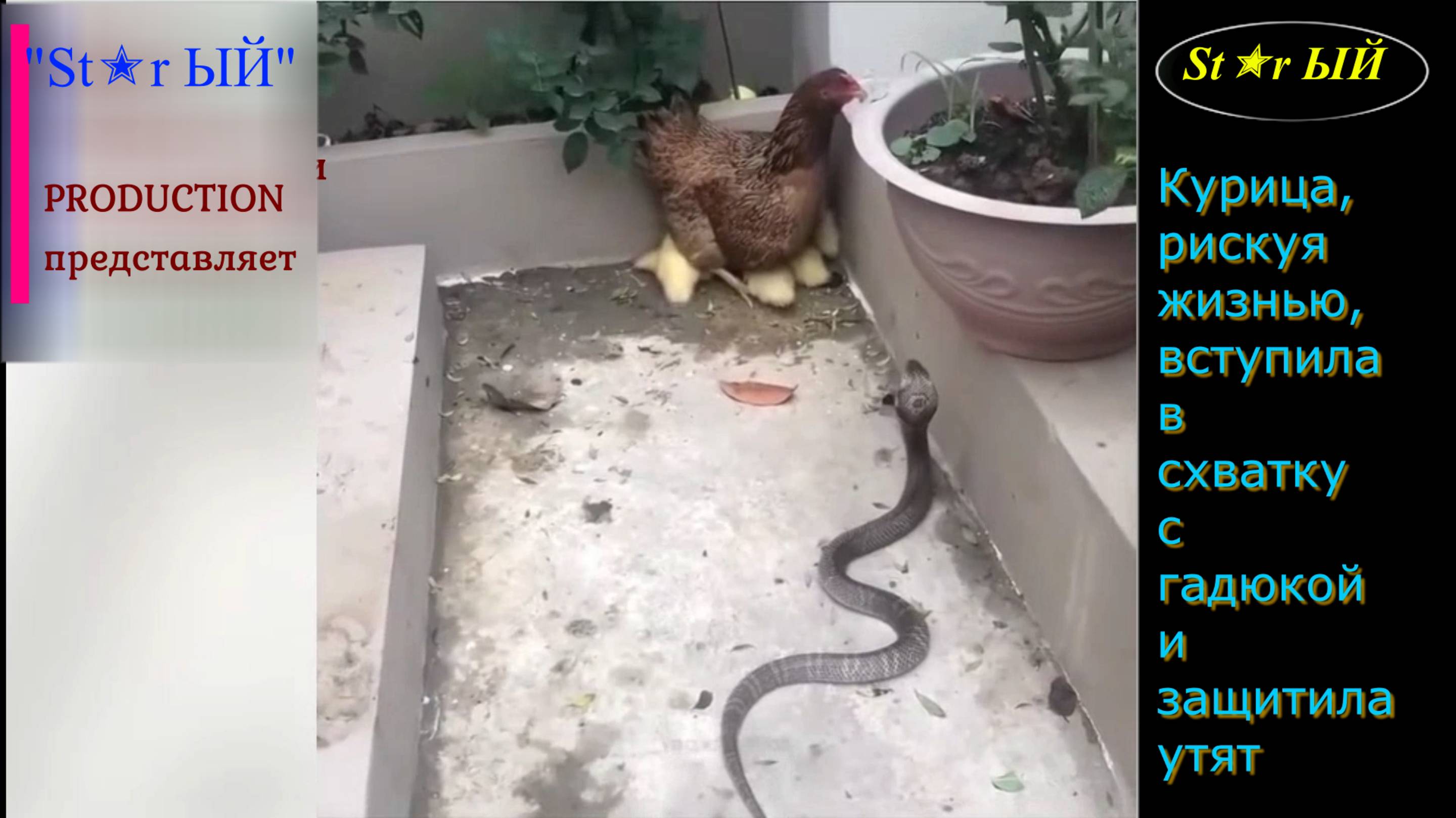 Курица, рискуя жизнью спасла утят от гадюки